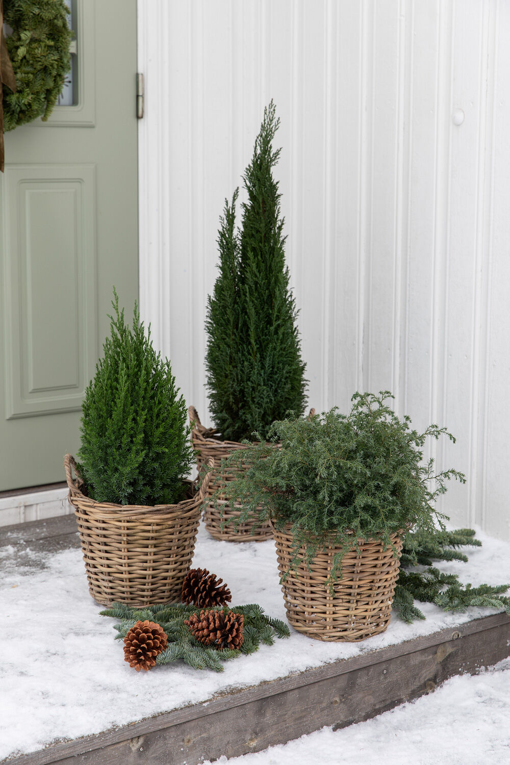 Vintergrønne planter